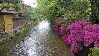 祇園白川沿いにはツツジが綺麗に咲いていました。
