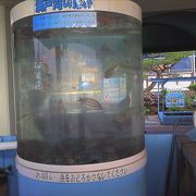 小さな水族館