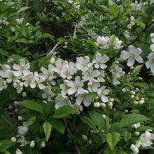 こんな花も咲いてました