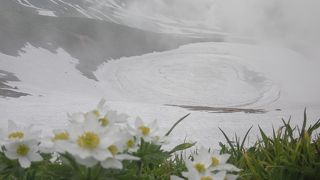 高山植物の宝庫