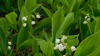 １００万株のすずらん