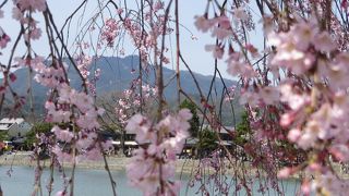 昨年の台風にも関わらず今年も桜が綺麗に咲きました。