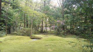 美しい苔　【野宮神社】