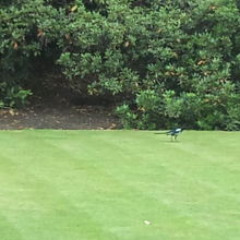 レストランのガーデン