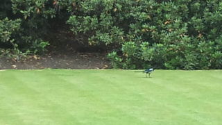 すっごいひろい、鹿がいる