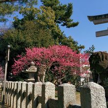 咲き誇る『梅』