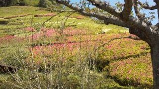 いつの時期にいってもお花がたのしめます