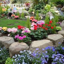 色とりどりの花花