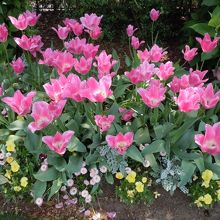 メインはチューリップ