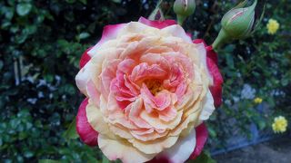 西尾市にある200種・3,500本の薔薇が咲く愛知県内有数のバラ園