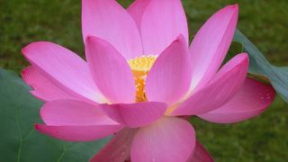 大賀ハスは今が見ごろ☆