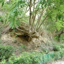 龍の化身？だそうです。