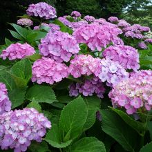 ６月は紫陽花がきれい