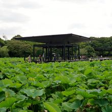 蓮池　満開になると極楽浄土にいるような気分に