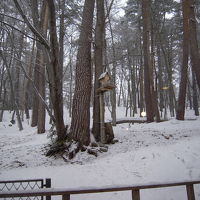 餌箱にリスが来ることがあります