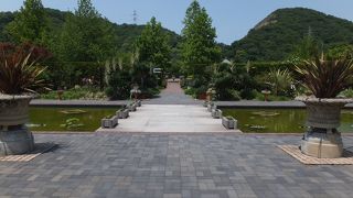 バラの苗を貰いました