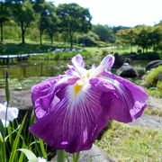 於大公園の「花しょうぶ」と「あじさい」。