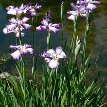 於大公園「花しょうぶ」?。