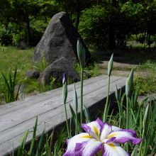 於大公園「花しょうぶ」?。