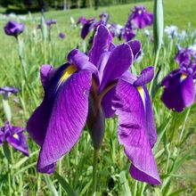 於大公園「花しょうぶ」?。