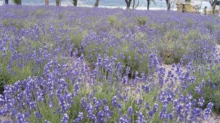 ラベンダーの香りと色や風景に癒されます♪