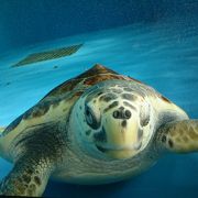 圧巻のミズクラゲの水槽