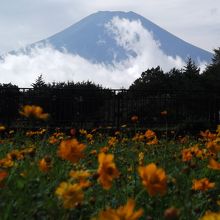 キバナコスモス。終わりかけでした。