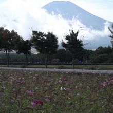 コスモスの間に雑草が…。