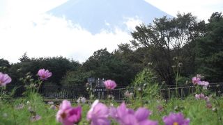 お花と富士山の撮影お薦め