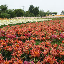ゆりの里公園の百合