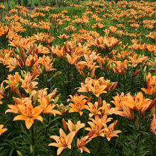 ゆりの里公園の百合