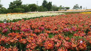 ゆりの里ユリーム春江の駐車場は無料です