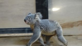 初めてコアラを見た～