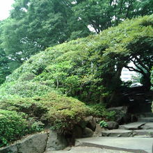 きれいに剪定され、緑のトンネルが。