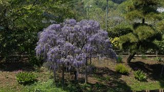 なんといっても藤の花