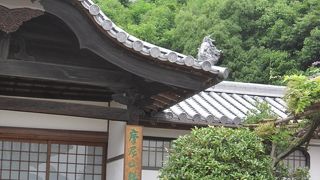 紫陽花が満開でした