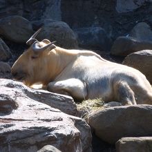 ゴールデンターキン