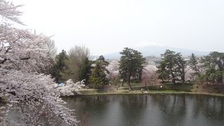 岩木山×桜のコラボで誰でも写真家気分