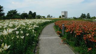 色とりどりの百合たち