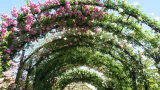 エリア毎にバラの色が分れています