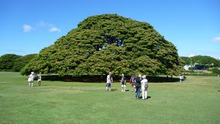 日本で有名な木