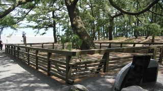 羽衣の松というのは