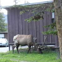 キャビンの近くに野生のエルクが来ました。