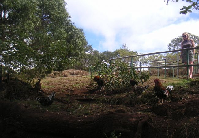 周囲にはカウアイ島名物の野良鶏がいます