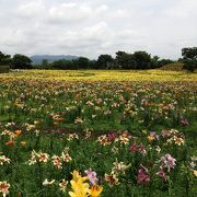 見晴らし綺麗ユリの匂いがプーン