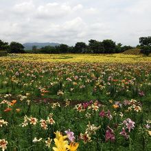 どうだ!!色とりどりなユリたち！