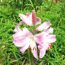 私の好きな色のピンクのユリ。 