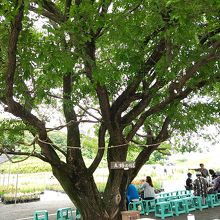 夫婦やなぎの前に小さなお賽銭箱が