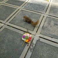 敷地内にリスも歩いてます