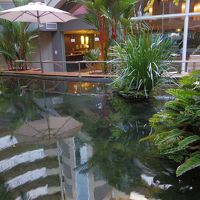 中庭のバラマンディの池